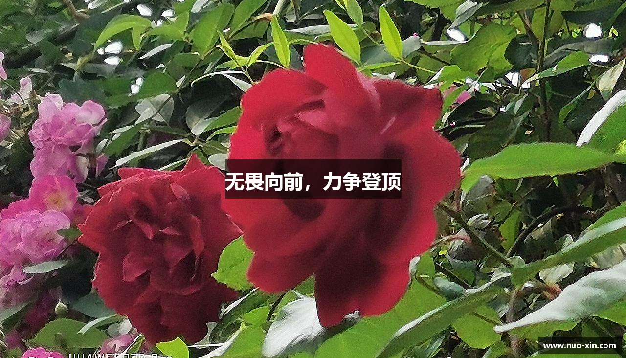 无畏向前，力争登顶